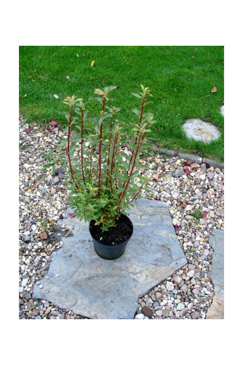 Enkiant dzwonkowaty 'Albiflorus' | Enkianthus campanulatus