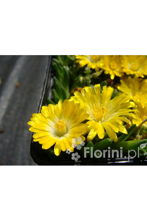 Słonecznica wysokogórska (żółta) | Delosperma congestum