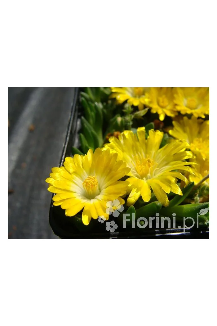 Słonecznica wysokogórska (żółta) | Delosperma congestum