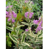 Odętka wirginijska 'Variegata' | Physostegia virginiana
