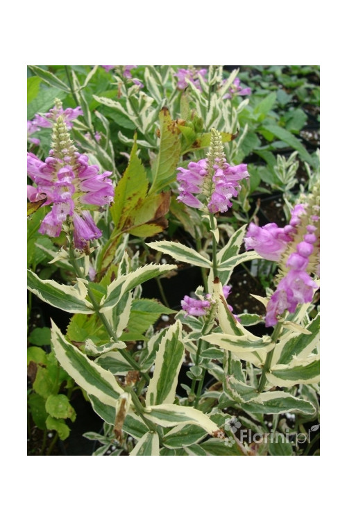 Odętka wirginijska 'Variegata' | Physostegia virginiana