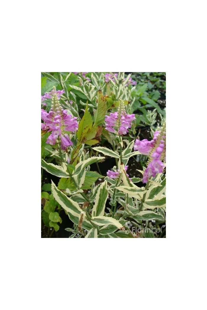 Odętka wirginijska 'Variegata' | Physostegia virginiana