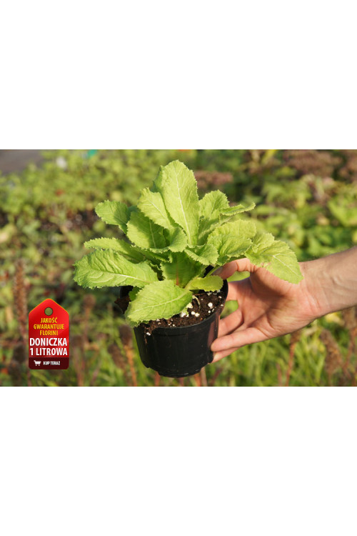 Pierwiosnek bulleya Primula bulleyana