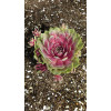 Rojnik BigSam™ 'Pink Pomelo' | Sempervivum