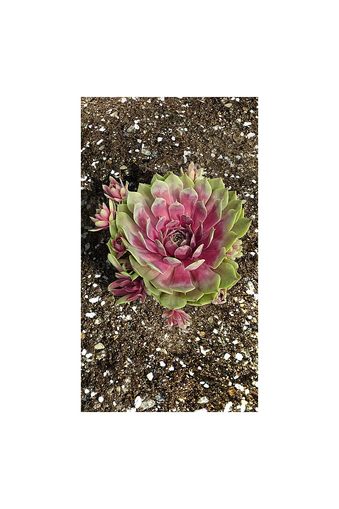 Rojnik BigSam™ 'Pink Pomelo' | Sempervivum