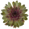 Rojnik BigSam™ 'Pink Pomelo' | Sempervivum