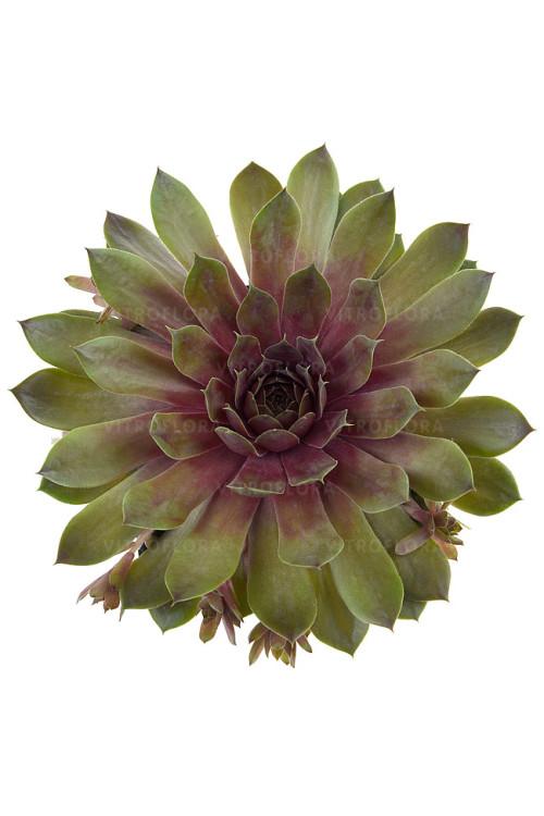 Rojnik BigSam™ 'Pink Pomelo' | Sempervivum