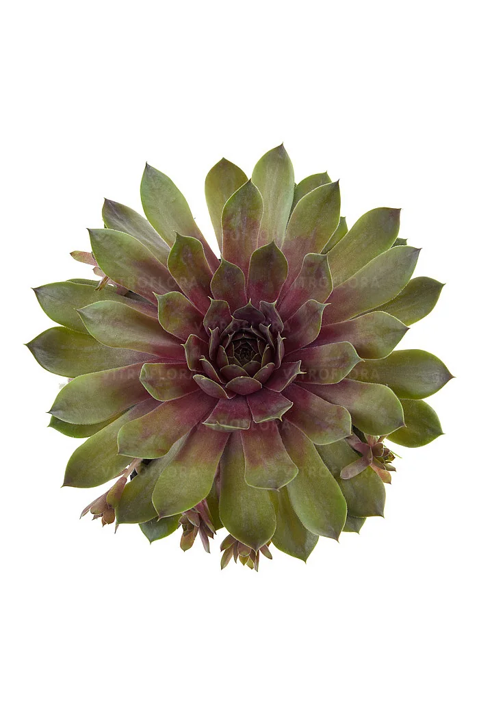 Rojnik BigSam™ 'Pink Pomelo' | Sempervivum