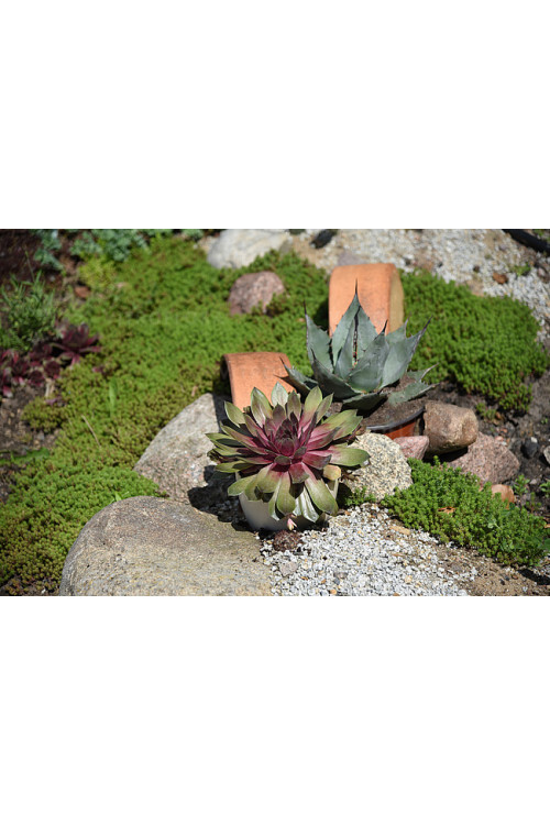 Rojnik BigSam™ 'Pink Pomelo' | Sempervivum