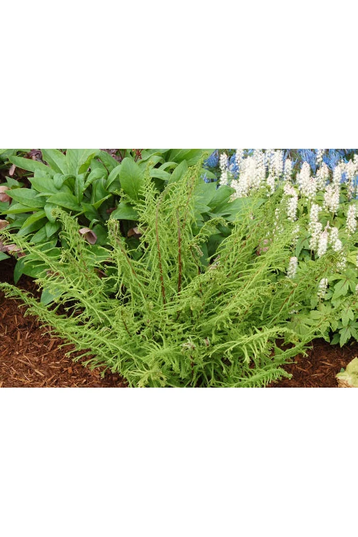 Wietlica 'Dre's Dagger' | Athyrium filix-femina