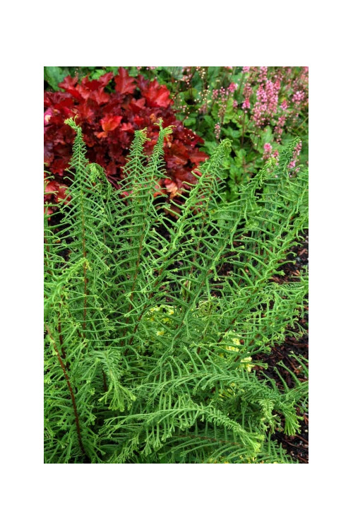 Wietlica 'Dre's Dagger' | Athyrium filix-femina