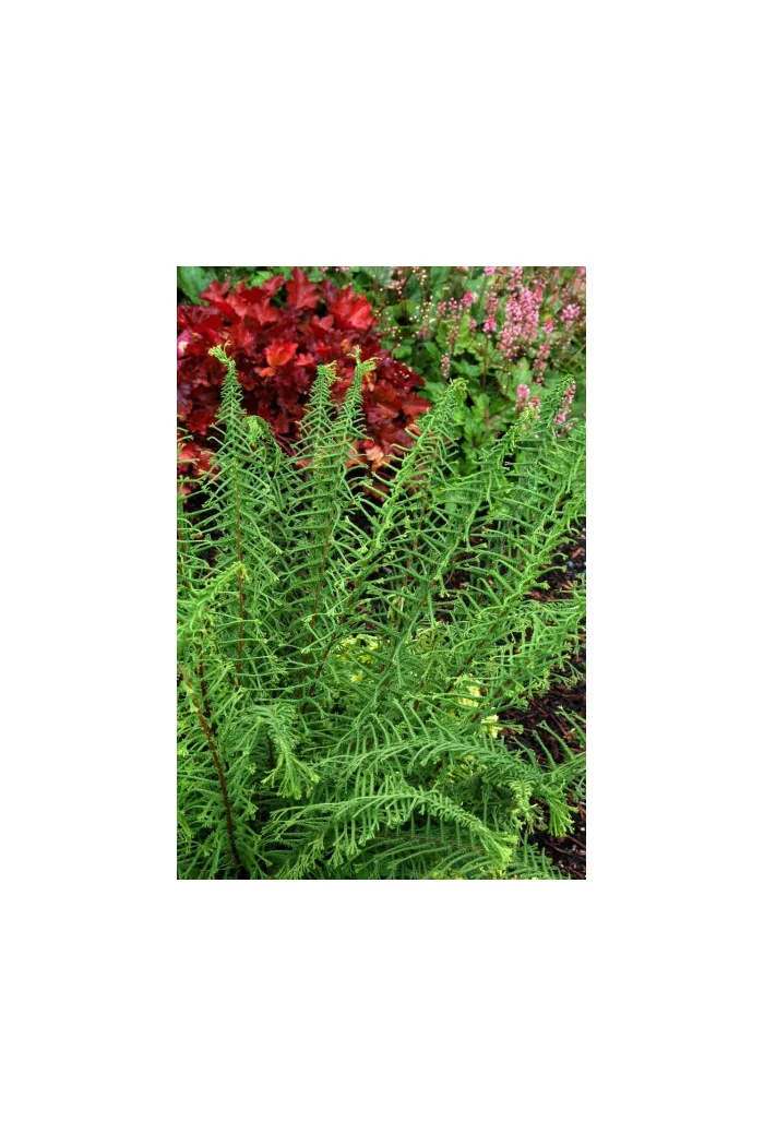 Wietlica 'Dre's Dagger' | Athyrium filix-femina