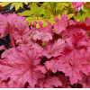 Żurawka 'Berry Smoothie'| Heuchera