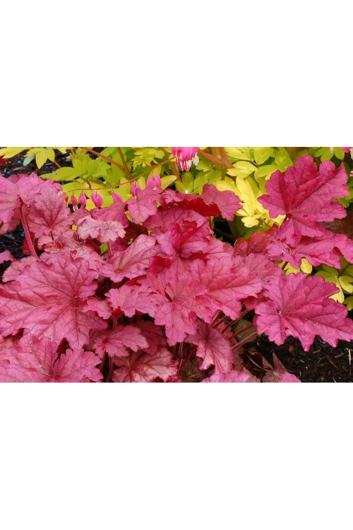 Żurawka 'Berry Smoothie'| Heuchera