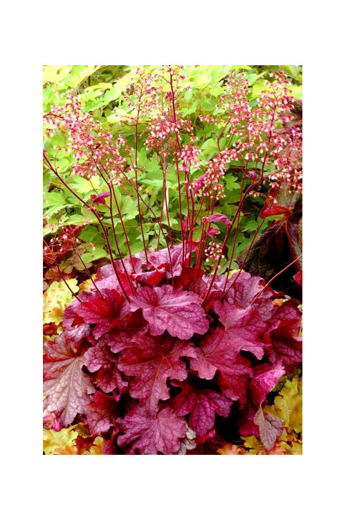Żurawka 'Berry Smoothie'| Heuchera