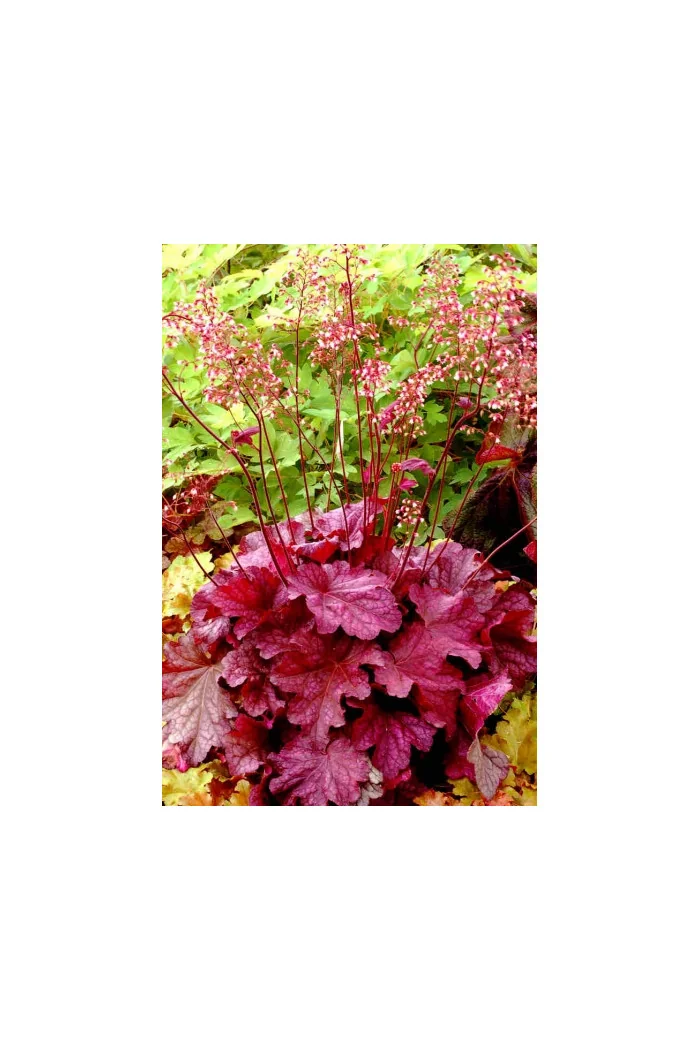 Żurawka 'Berry Smoothie'| Heuchera
