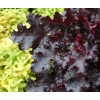 Żurawka 'Black Beauty' Heuchera
