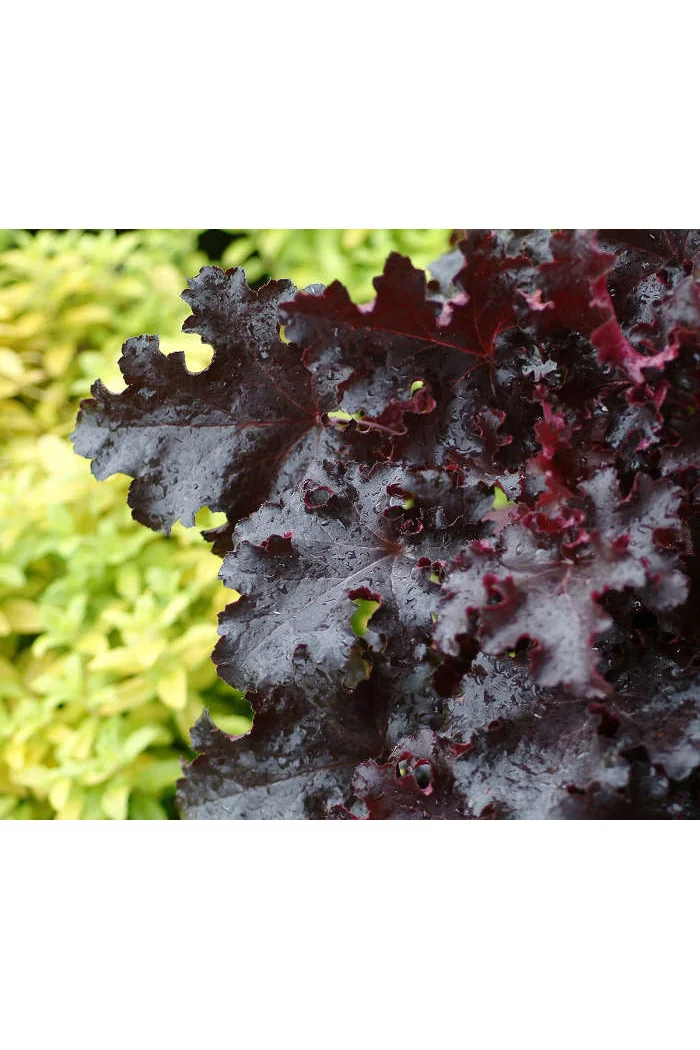Żurawka 'Black Beauty' Heuchera