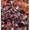 Żurawka 'Black Beauty' Heuchera