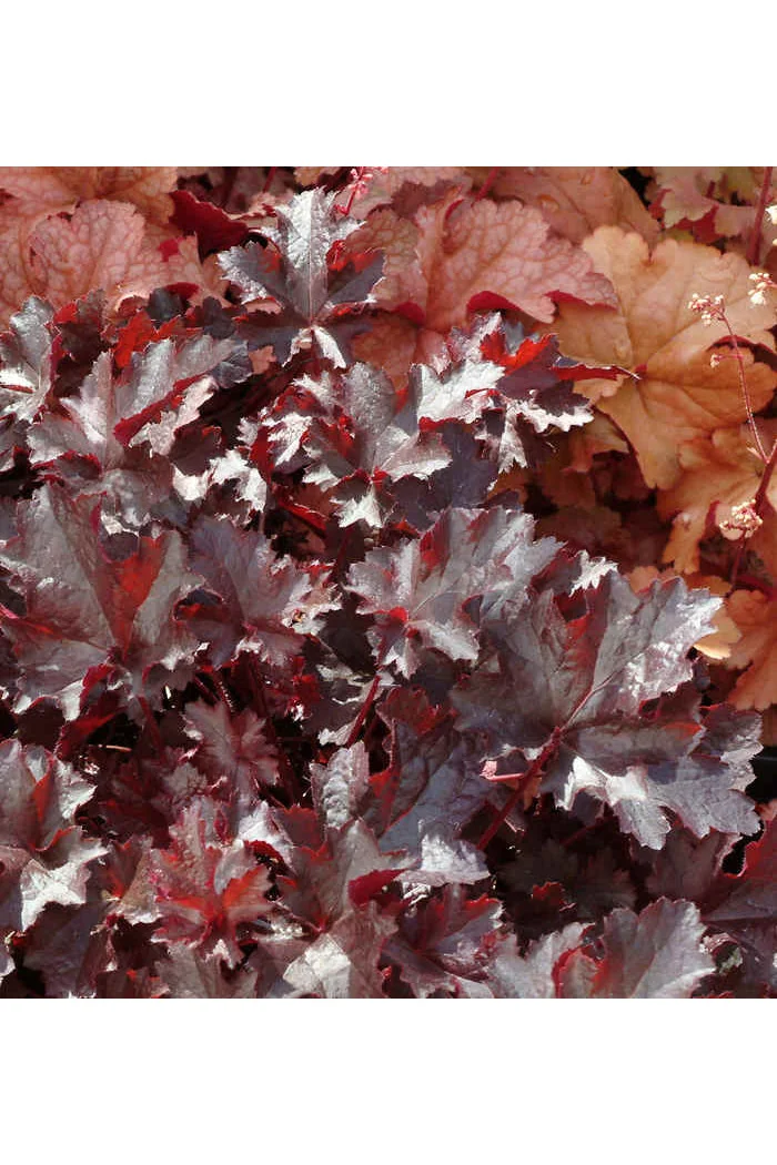 Żurawka 'Black Beauty' Heuchera