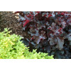 Żurawka 'Black Beauty' Heuchera