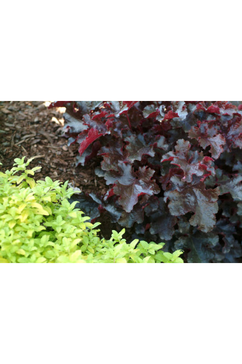 Żurawka 'Black Beauty' Heuchera
