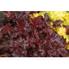 Żurawka 'Chocolate Ruffles' Heuchera