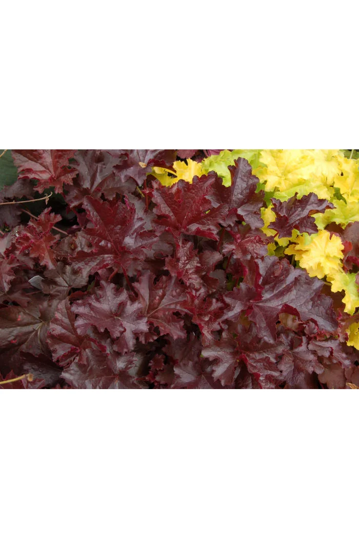 Żurawka 'Chocolate Ruffles' Heuchera