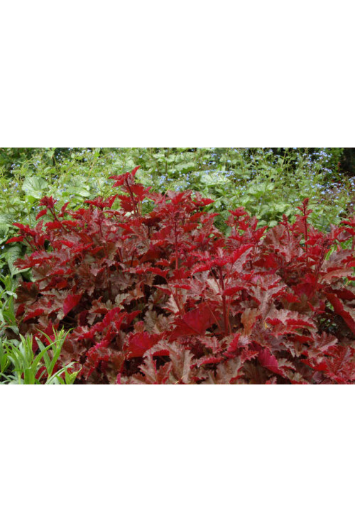 Żurawka 'Chocolate Ruffles' Heuchera