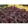 Żurawka 'Chocolate Ruffles' Heuchera