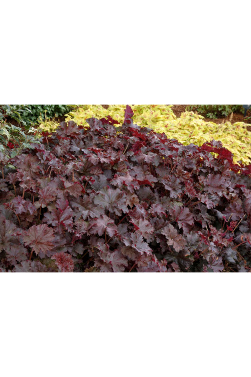 Żurawka 'Chocolate Ruffles' Heuchera