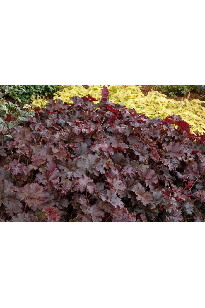 Żurawka 'Chocolate Ruffles' Heuchera