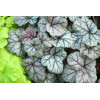Żurawka 'Cinnabar Silver' Heuchera