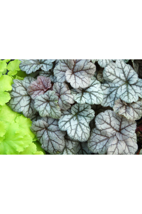 Żurawka 'Cinnabar Silver' Heuchera