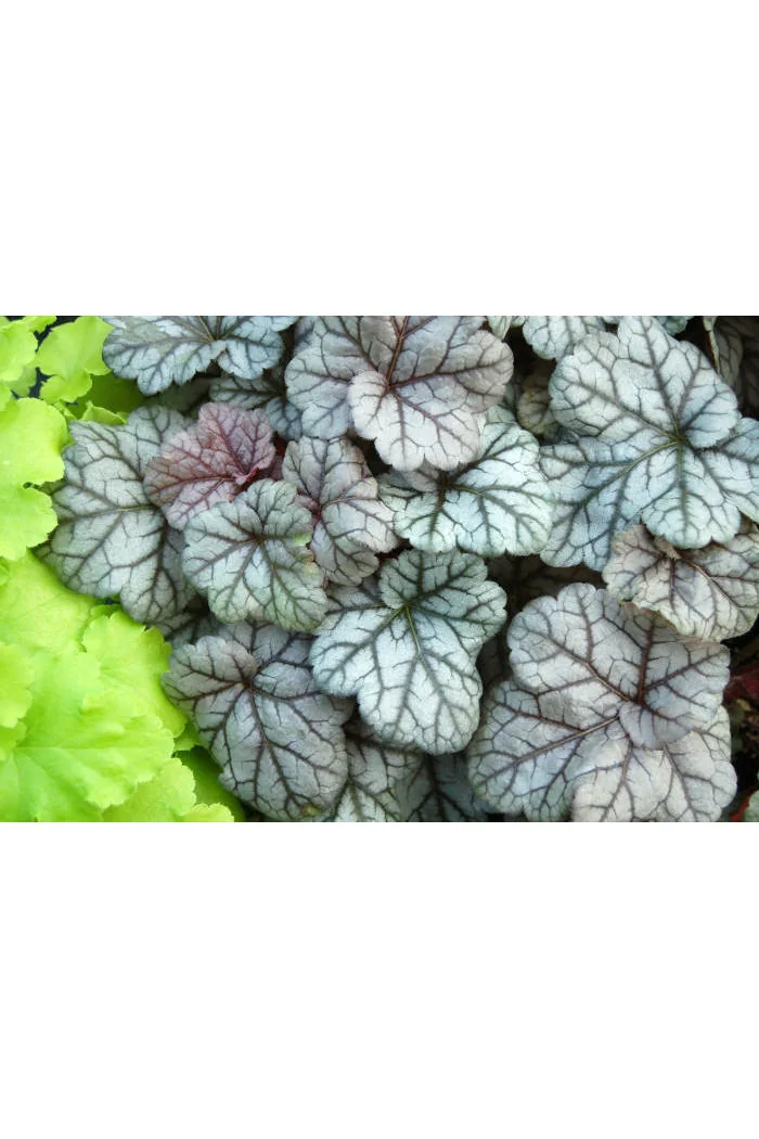 Żurawka 'Cinnabar Silver' Heuchera