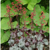Żurawka 'Cinnabar Silver' Heuchera