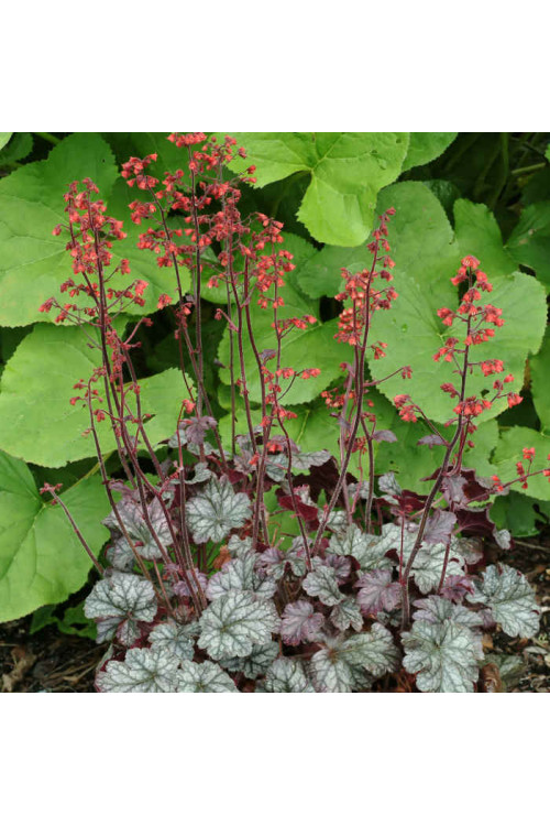 Żurawka 'Cinnabar Silver' Heuchera