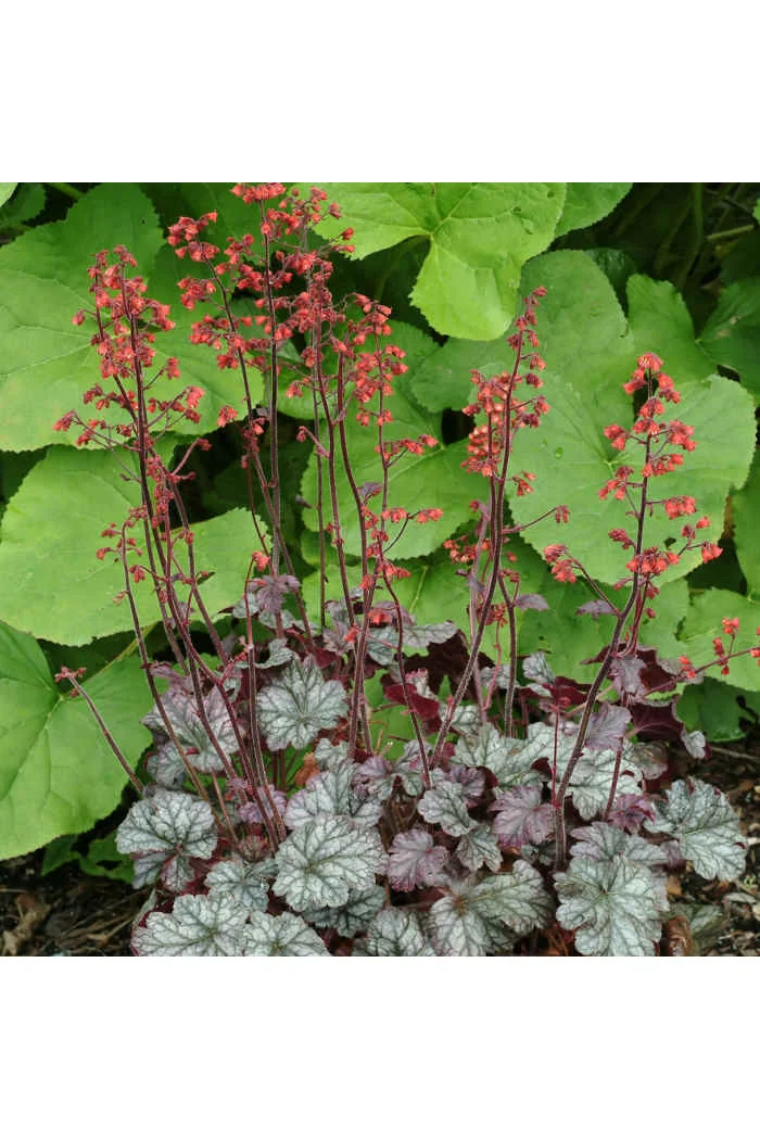 Żurawka 'Cinnabar Silver' Heuchera
