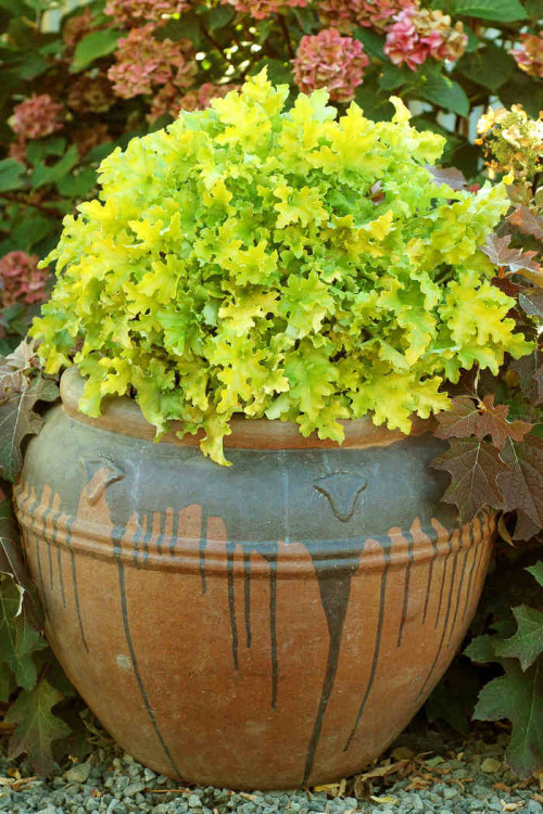 Żurawka 'Lime Marmalade' | Heuchera