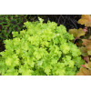 Żurawka 'Lime Marmalade' | Heuchera