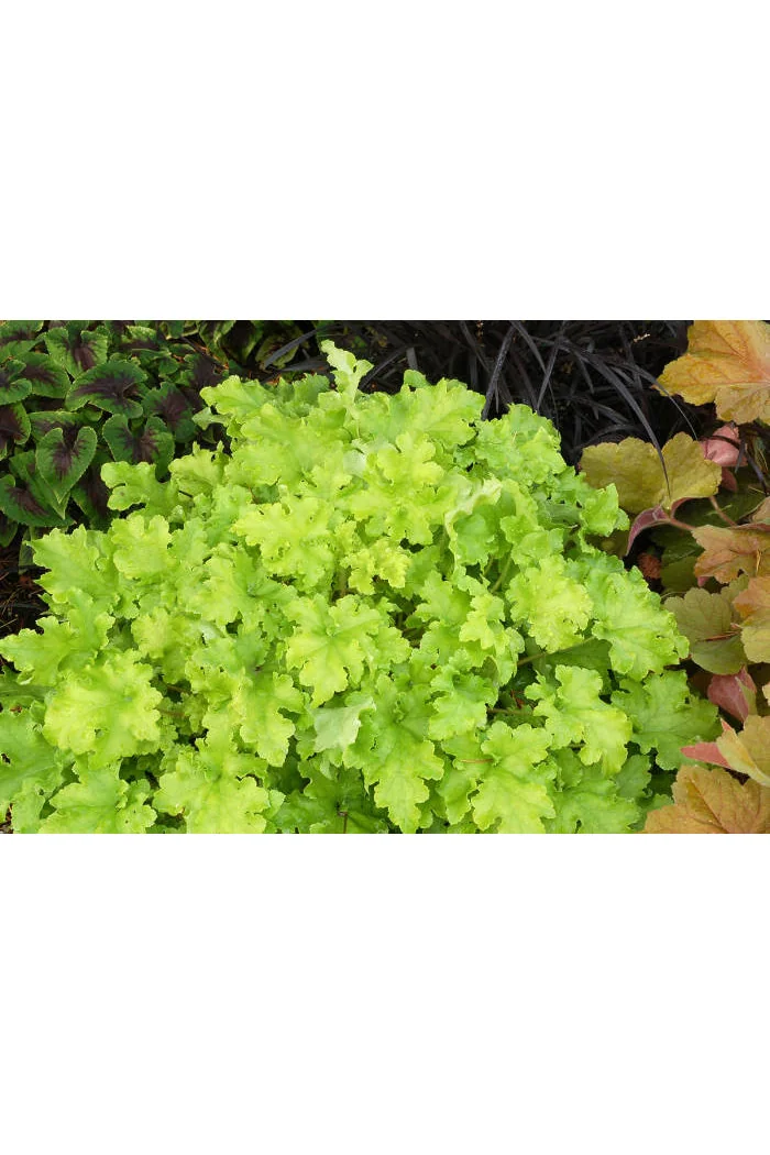 Żurawka 'Lime Marmalade' | Heuchera