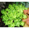 Żurawka 'Lime Marmalade' | Heuchera