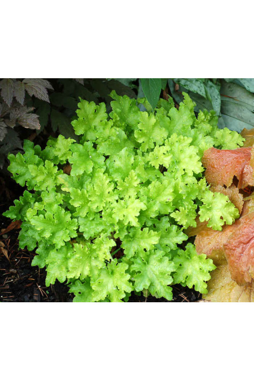 Żurawka 'Lime Marmalade' | Heuchera