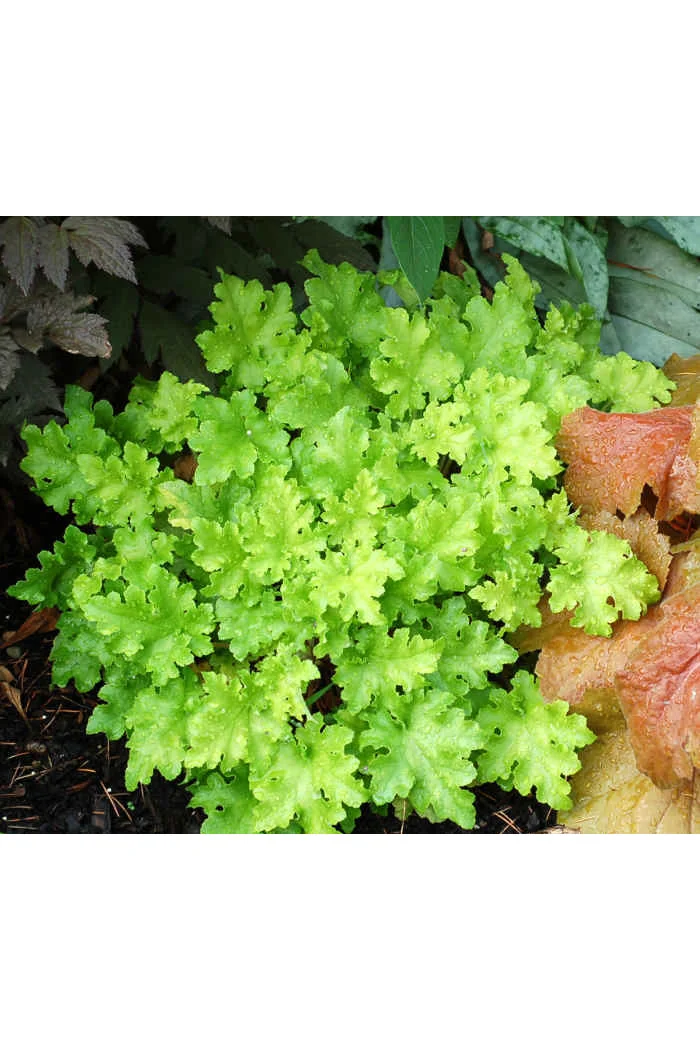 Żurawka 'Lime Marmalade' | Heuchera