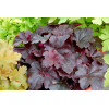 Żurawka 'Midnight Rose' Heuchera