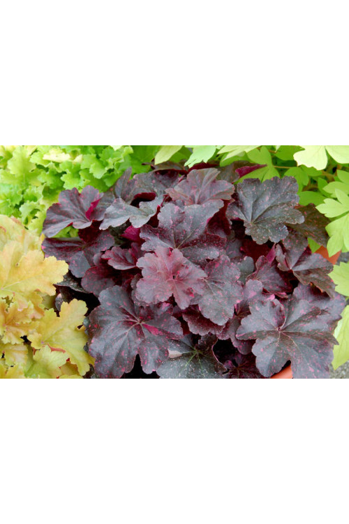 Żurawka 'Midnight Rose' Heuchera