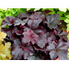Żurawka 'Midnight Rose' Heuchera
