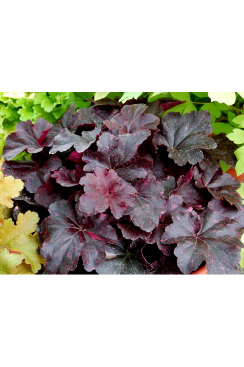 Żurawka 'Midnight Rose' Heuchera