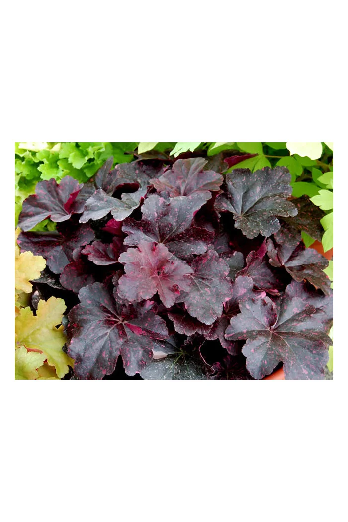 Żurawka 'Midnight Rose' Heuchera