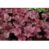 Żurawka 'Midnight Rose' Heuchera